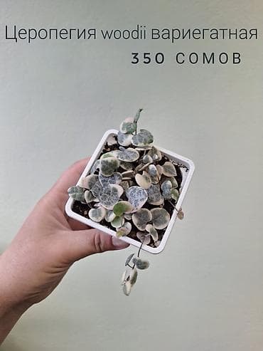 арбузов: 🌿 Комнатные цветы (укоренённые черенки/молодые растения/взрослые — 3