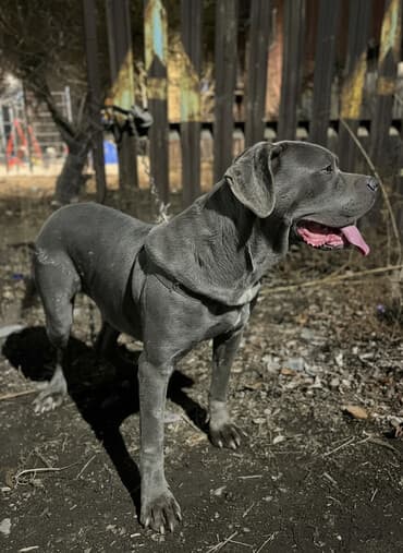 обмен питбуль: Питбуль, 1 год, Самка, С прививкой — 1