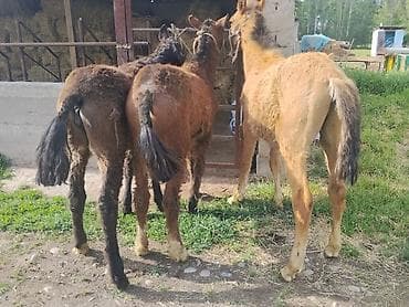 декоративная рыба: Продаю | Жеребенок | Для разведения | Племенные — 6