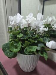 кастрюля большая: Спатифиллум (Spathiphyllum) в декоративном кашпо - Крупный, густой — 21