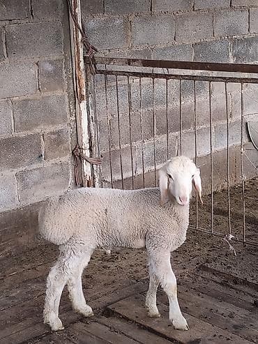 кошка беловодск: Сатам | Козу | Көбөйтүү үчүн | Асыл тукумдуу — 4