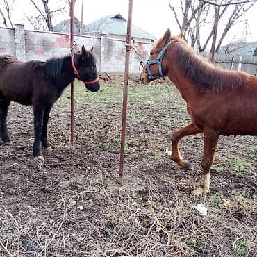 fermer kg: Продаю | Кобыла (самка), Конь (самец) | Для разведения — 1