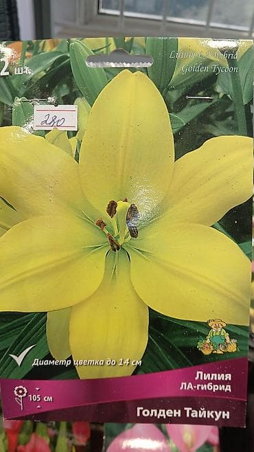 Хоста — набор сортов (по 1 шт. в упаковке) Доступные сорта по — 8