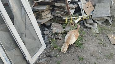 румынский фазан: Продаю | Индюк (самец) | Для разведения — 3