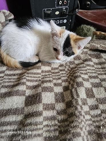 ph down: Котята от домашней кошки - Помёт из трёх котят: два рыже-белых и один — 3