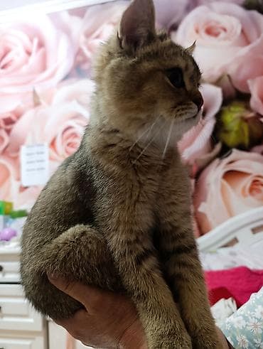 пушистые собачки: Британская короткошёрстная, 8 месяцев, Мальчик, Приучена к лотку, Проглистована, С прививками — 5