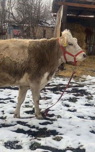 тай самка: Продаю | Корова (самка), Бык (самец), Тёлка | Полукровка, Алатауская, Швицкая | Для молока | Осеменитель, Стельные, Искусственник — 1