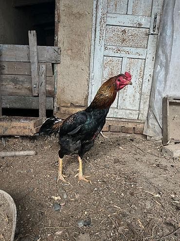 дакан бойцовые: Дакан короз сатылат бир тулок чон короз вес 5 кг реальный алам — 4