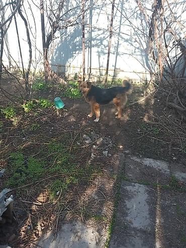 мексиканская собака: Собака даром: Дворняжка, Более 5 лет, Самка, С прививкой — 4