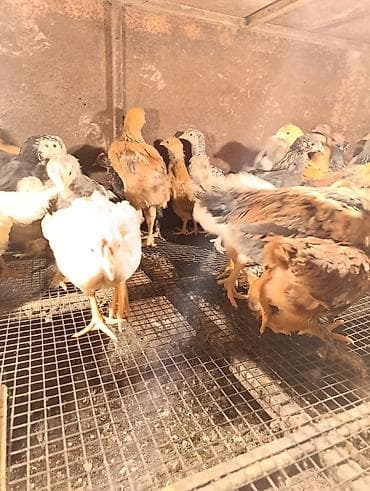 А/ч жаныбарларын сатам: Сатам | Балапандар | Жарым брама, Брама, Үй | Көбөйтүү үчүн — 4