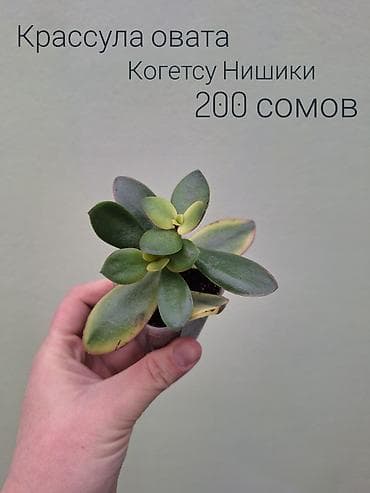 кочот карлик: • Комнатные растения (укоренённые черенки/детки/молодые — 10