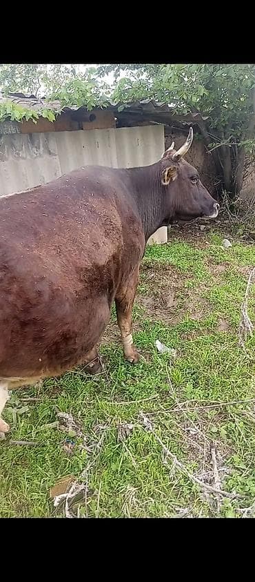 купить собаку кане корсо: Продаю | Корова (самка) | Для молока | Не стельные — 3