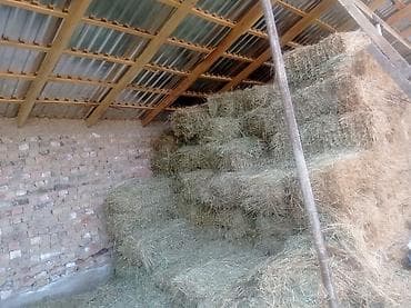 прием кукурузы: Сено в тюках - Заготовлено и хранится под навесом/в сарае, защищено — 1