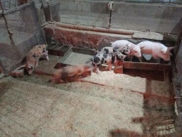 продажа кормов для сельскохозяйственных животных: Продаю | Поросенок | На забой, Для разведения — 3