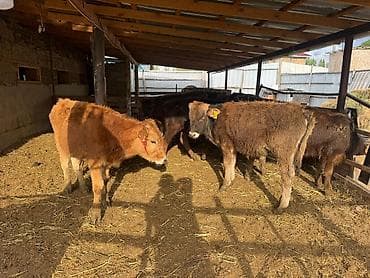 баран живой: Продаю | Бык (самец) | Полукровка | На откорм — 1