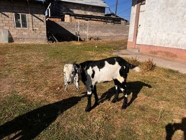 Грызуны: Продаю | Козлёнок | Для разведения — 2