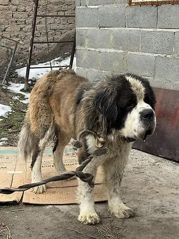 сенбернар купить: Вязка: Сенбернар, Самец, 2 года, С прививкой — 4