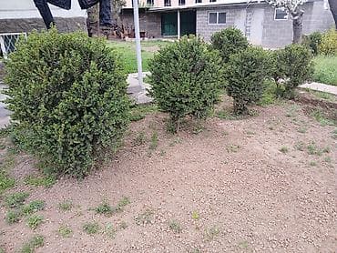 самшиты круглые: Цена от 2000 до 10000 сомов. г. Бишкек, жилой массив Кок-Жар. Торг — 1