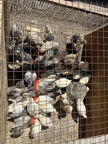 обмен на кур: Продаю | Цыплята | Для разведения — 1