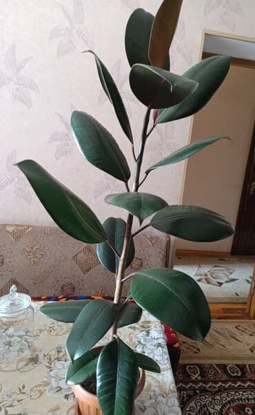 фикус для офиса: Фикус каучуконосный(Элатстика)высота 60-70см вечнозелёный с густой — 2