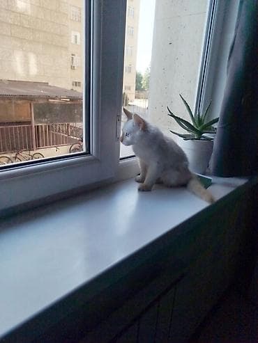сибирский кот купить: Кошка даром: Сибирская, 3 месяца, Девочка — 1