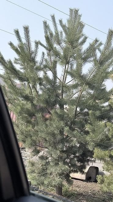 сосны: Хвойные декоративные деревья для участка - Ель голубая (Picea pungens — 3