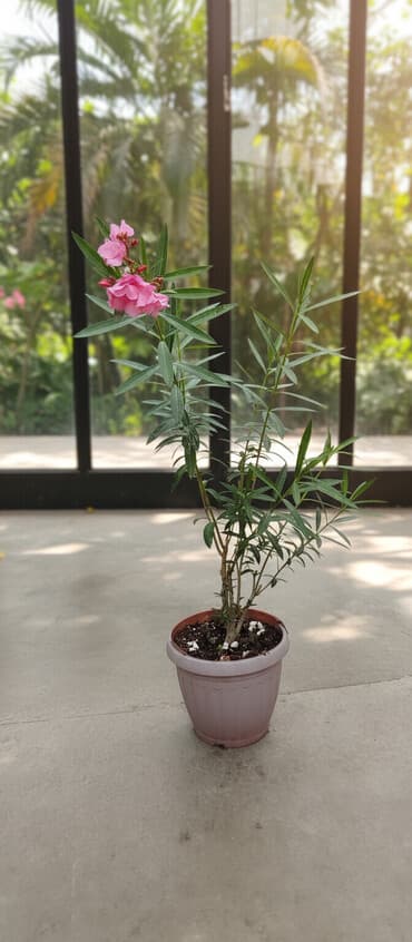 орхидеи в горшке купить с доставкой: Оленандр розового цвета.Фото реальные,цветы и бутоны есть . Извините — 1