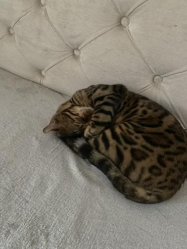 продаю баран сокулук: Бенгал, 2 жаш, Эркек, Лотокко барууга үйрөтүлгөн — 2