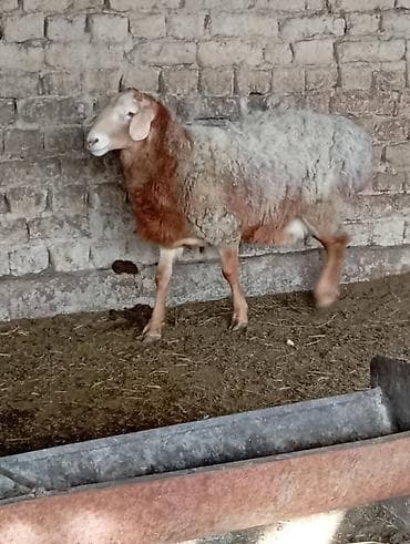 Услуги ветеринара: Продаю | Баран (самец) | Для разведения — 1