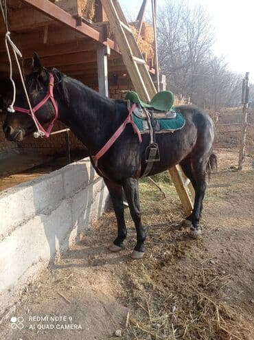 Грызуны: Продаю | Конь (самец) | Полукровка | Конный спорт — 4