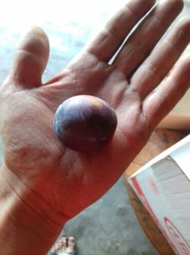 кумыс с медом бишкек: Срочно продаю сливы!!! С доставкой!!! — 1