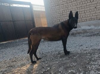 клетка для шиншилл: Бельгийская овчарка — 7