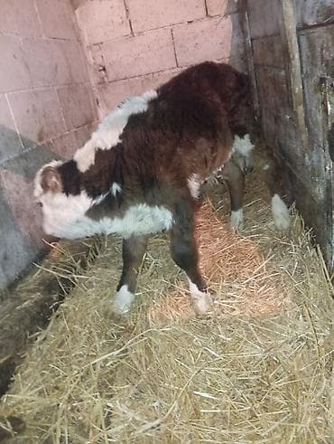 рассрочка уй: Продаю | Музоо, торпок | На откорм | Искусственник — 2
