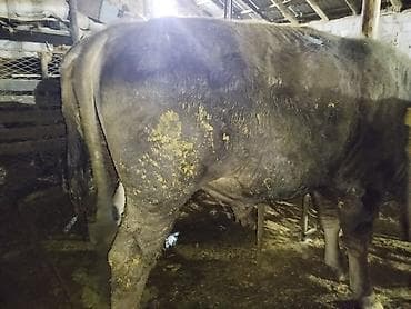 трава для животных: Продаю | Бык (самец) | На забой — 9