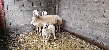 собака кане корсо: Продаю | Овца (самка) | Для разведения | Матка — 6