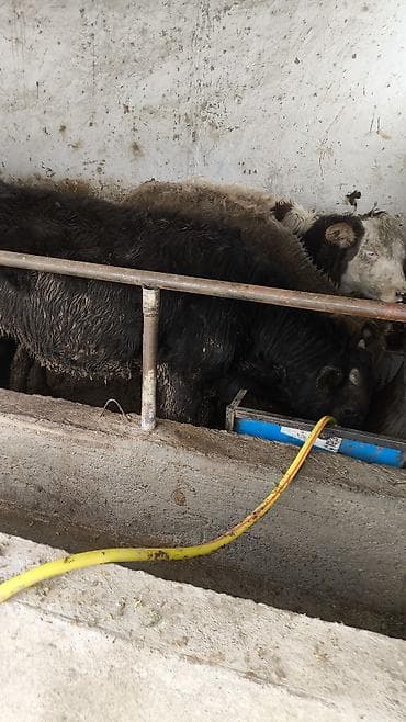 Айыл-чарба жаныбарлары: Сатам | Музоо | Аргын | Бордоп семиртүү үчүн — 5