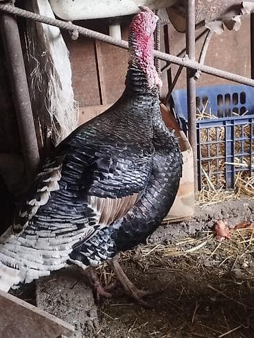 птица голубь: Продаю гусей.2.5.сом.порода Линда и Губернаторские. индюки — 5