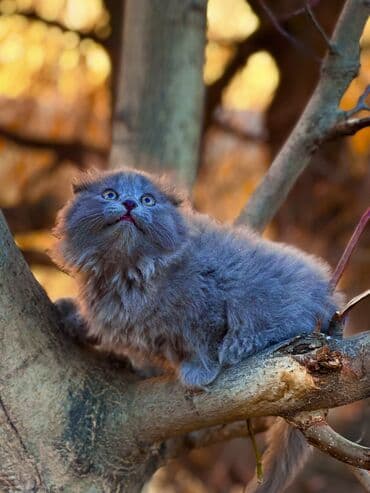 египетская кошка сфинкс: Продается котёнок Шоколадная шотландская хайленд-девочка ищет дом — 4