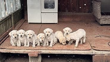 куплю щенка лабрадора: Лабрадор-ретривер, 2 месяца, Самец — 3
