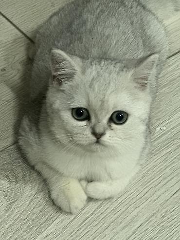 Скотиш Страйт (Шотландская прямоухая), 3 месяца, Мальчик, Серебристая шиншилла, Приучена к лотку