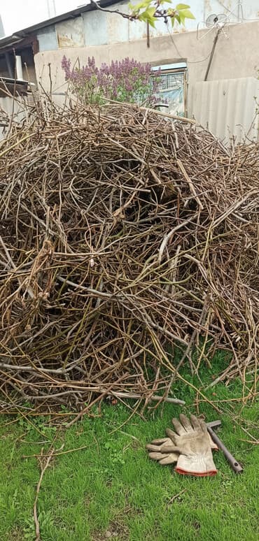 отдам в добрые руки бишкек: Отдам даром обрезки от дерева ветки Орешина. Пойдут на растопку — 3