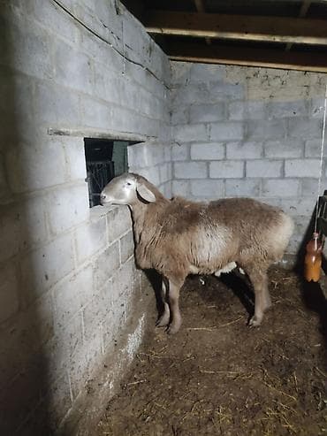 клевер белый: Продаю | Овца (самка) | Для разведения | Матка — 4