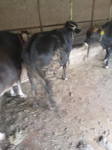 голштин коровы: Продаю | Тёлка | На откорм | Привязанные — 10