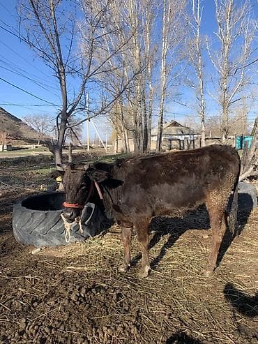 продаю собака: Продаю | Корова (самка) | Полукровка | Для молока | После отела — 7