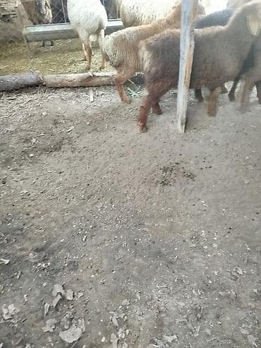 парода ангус: Продаю | Баран (самец) | Полукровка, Арашан | Для разведения | Племенные — 6