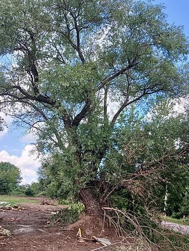 Ива (Salix). Большое взрослое дерево с раскидистой кроной и длинными at lalafo.kg Ива (Salix). Большое взрослое дерево с раскидистой кроной и длинными