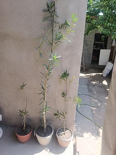 аглаонема купить семена: Олеандр в горшках — декоративные саженцы - Растение: олеандр (Nerium — 1