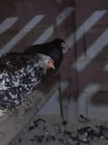 цесарка купить: Продаю карликовых декоративных курочек и петушков возраст 8 месяцев,3 — 2