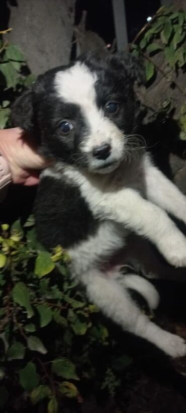 отдам кошечку в добрые руки: Кошка даром: Беспородная, Девочка — 5