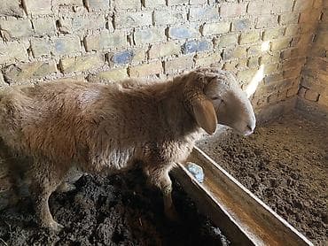 саман кант: Продаю | Баран (самец) | Полукровка | Для разведения, Для шерсти, На забой — 3